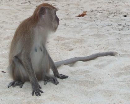 Monkey Beach